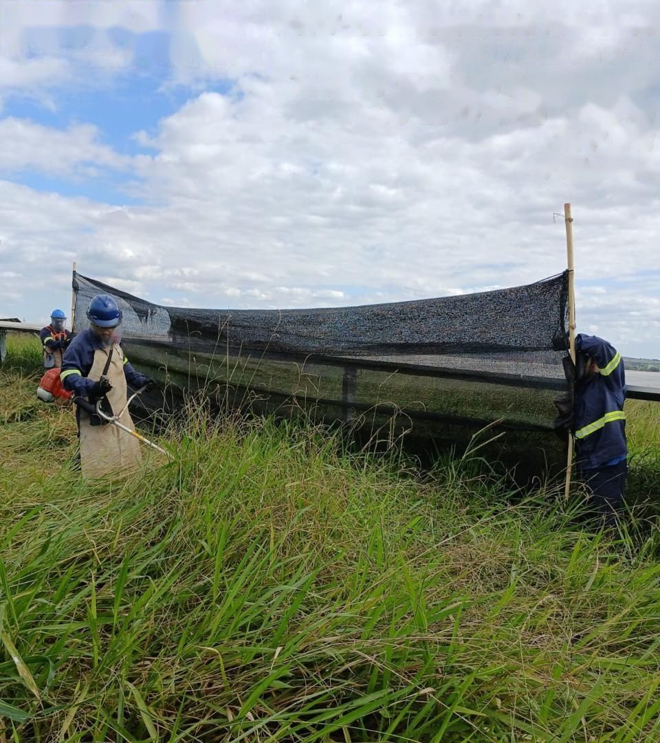 Dois operadores segurando tela de proteção enquanto outro roça com roçadeira costal